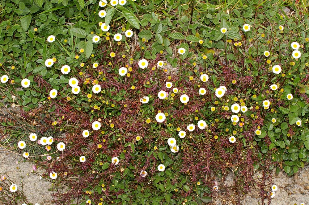 Erigeron karvinskianus / Cspica karvinskiana